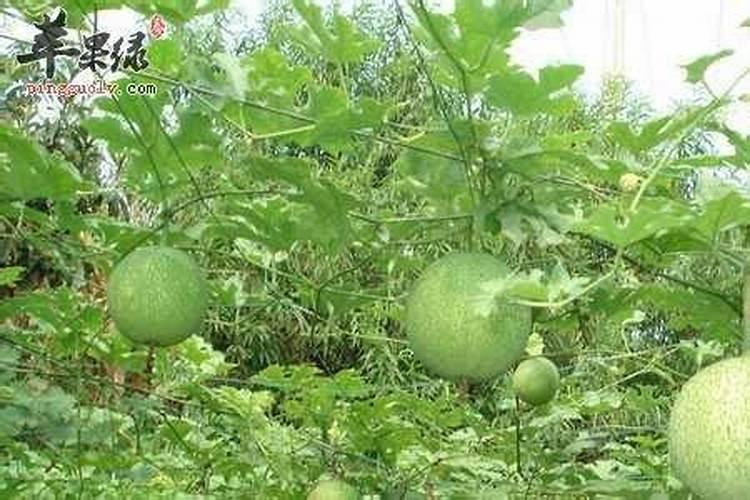 氮肥给树起到了什么作用