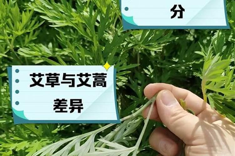 艾草生长适用什么化肥？