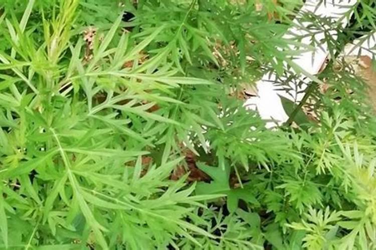 艾草怎么种植方法