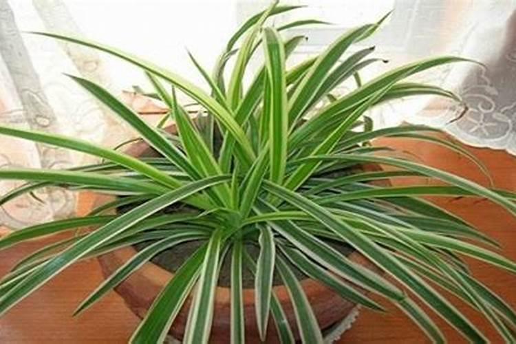 怎么防治植物青枯病？