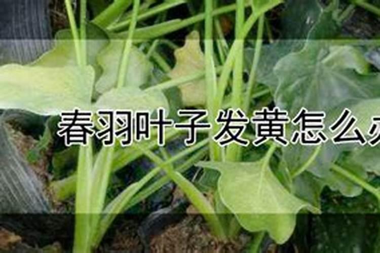黄瓜多结果有什么方法