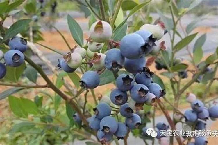 蓝莓怎么施肥