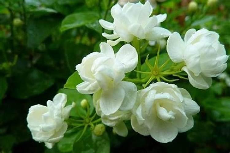 芦荟叶有什么作用吗