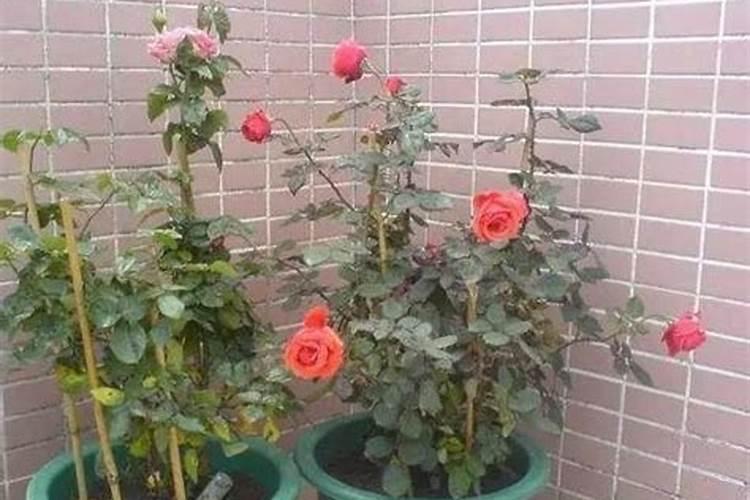 玫瑰花枝条怎样才能插活