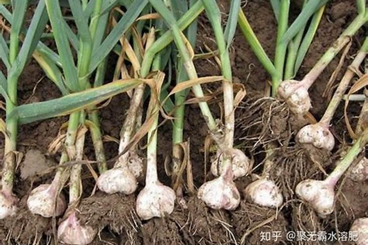 大蒜什么时候打膨大素