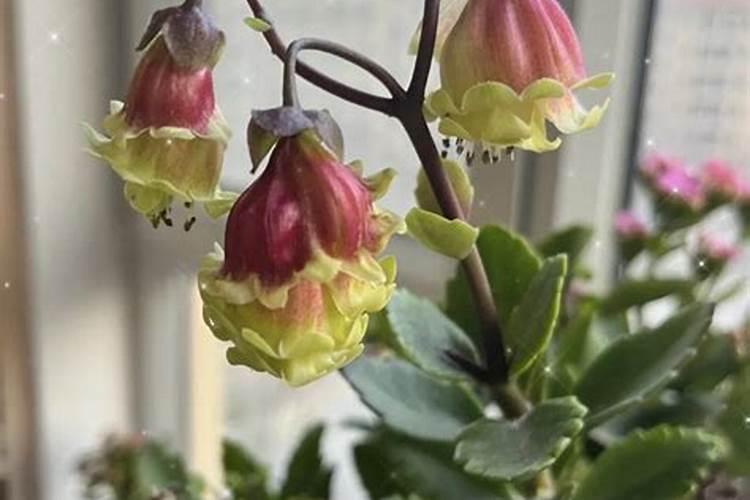 毛灯笼花开花时能施肥吗毛灯笼花开花时可以施肥吗
