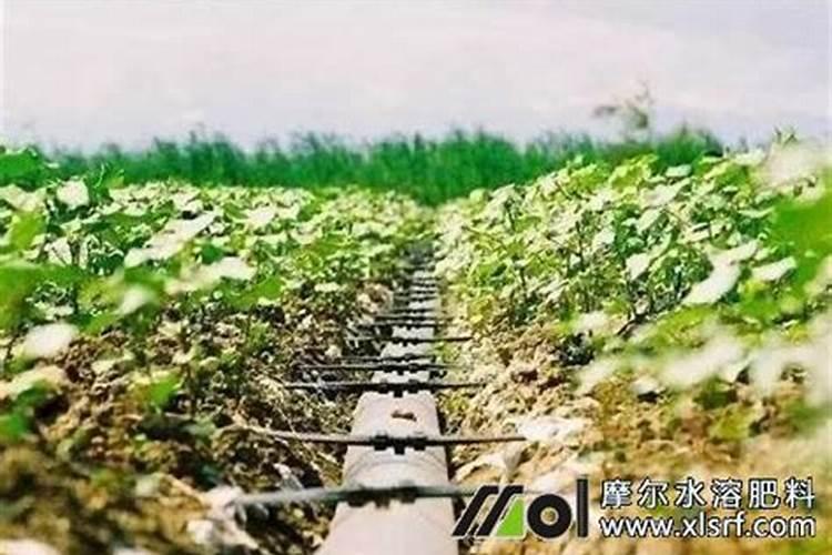 草莓苗种植多久能施肥