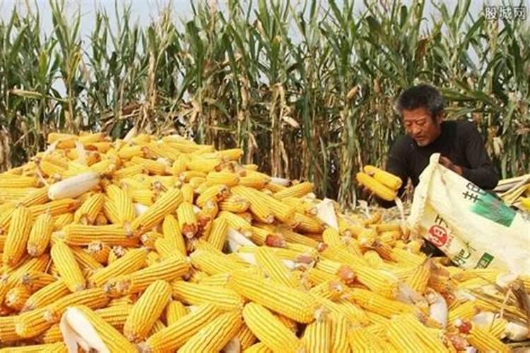 金正大控释玉米专用肥261212多少钱一吨