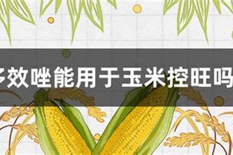玉米控旺能加芸苔素吗 什么时候喷施效果好