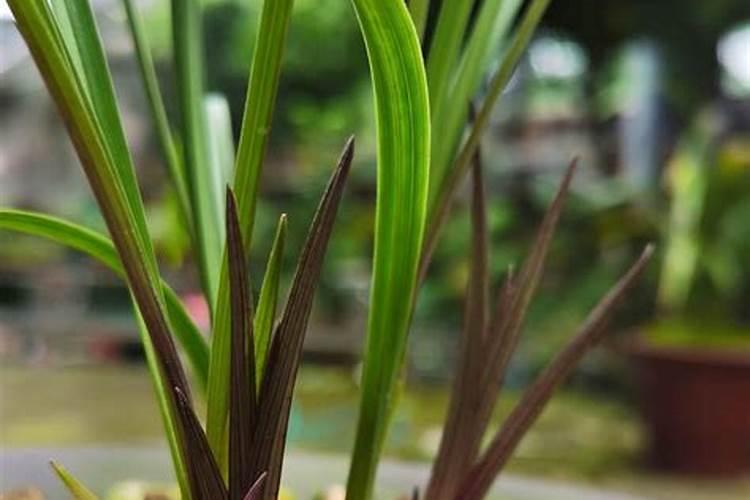 大棚西红柿定植后什么时候开始喷叶面肥？