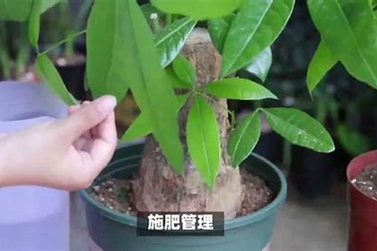招财树如何施肥