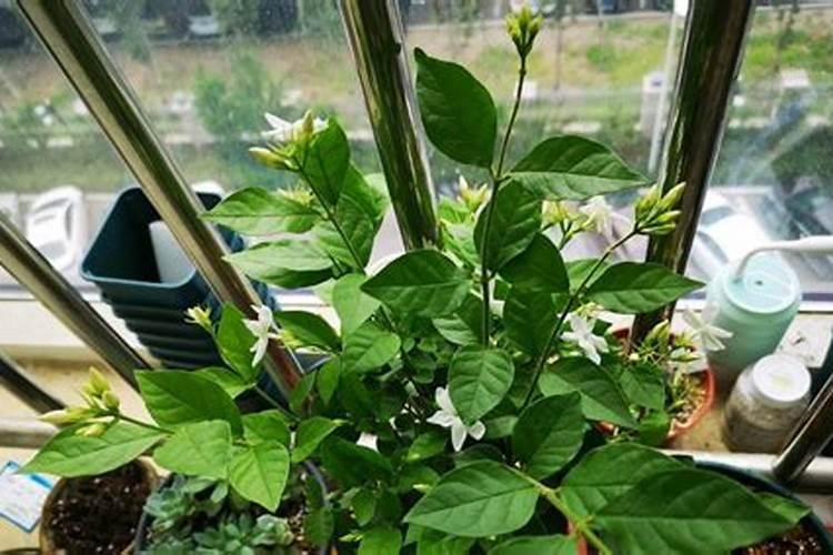 扦插的茉莉花小苗多少天后可以施肥？