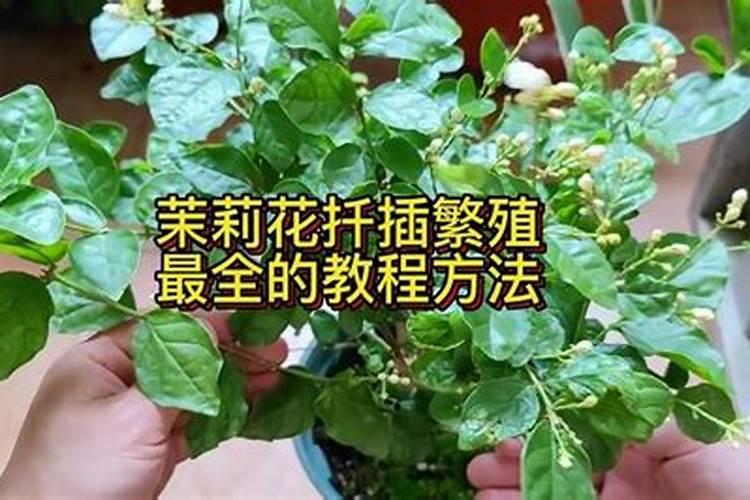 扦插的茉莉花小苗多少天后可以施肥？