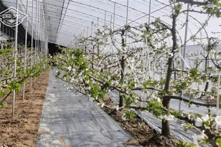 大棚种植甜樱桃总掉果子,如何提高坐果率？