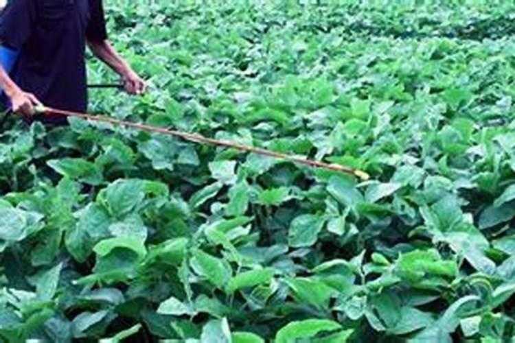 大豆打完除草剂多久可以打叶面肥水？