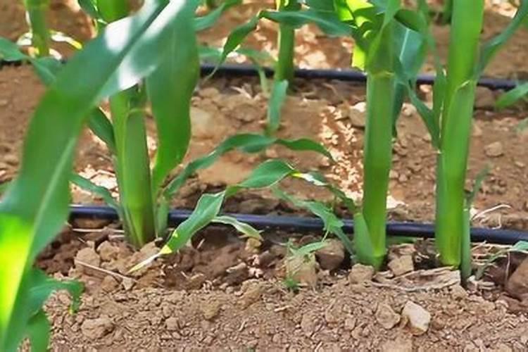 玉米种植膜下滴灌栽培技术 玉米怎么养殖能高产