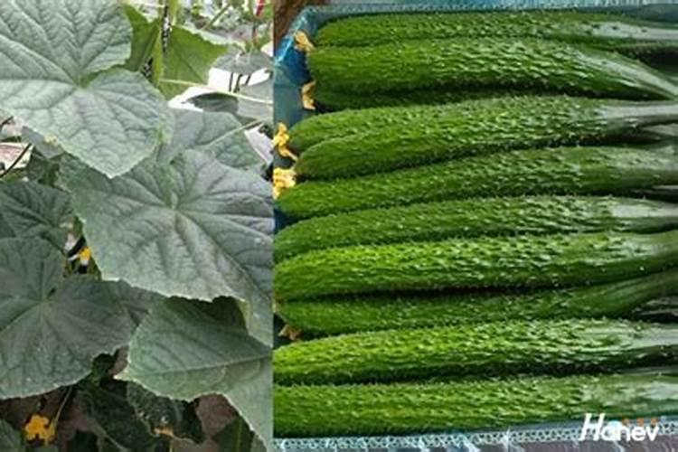 花生药肥什么时候撒好？