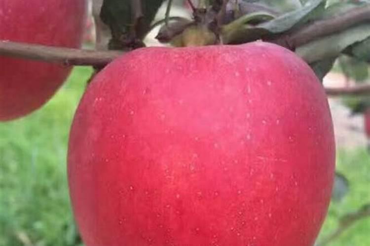 合唱橡胶颗粒机有限公司加盟真的回收颗粒吗？信誉怎么样？谢谢大神们的最...