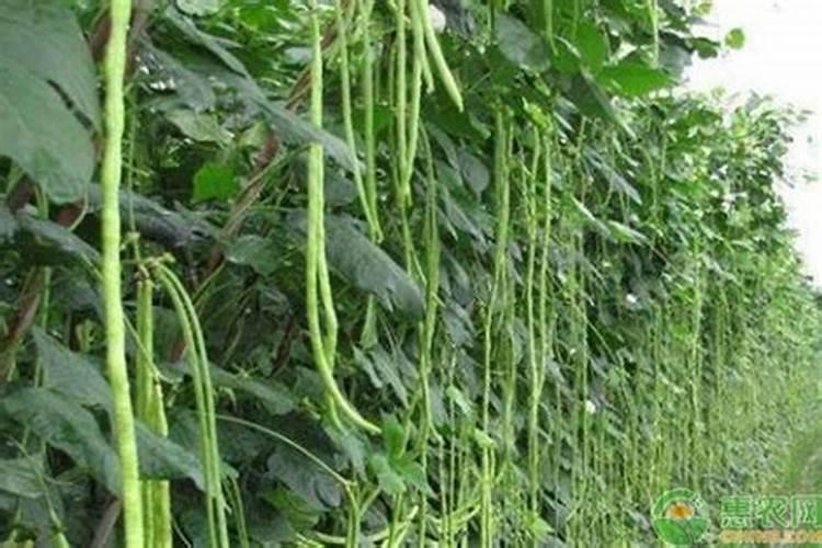 豇豆施肥的正确方法