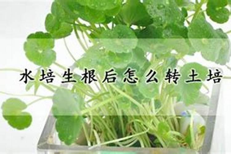 发财树水培生根后怎样改土培