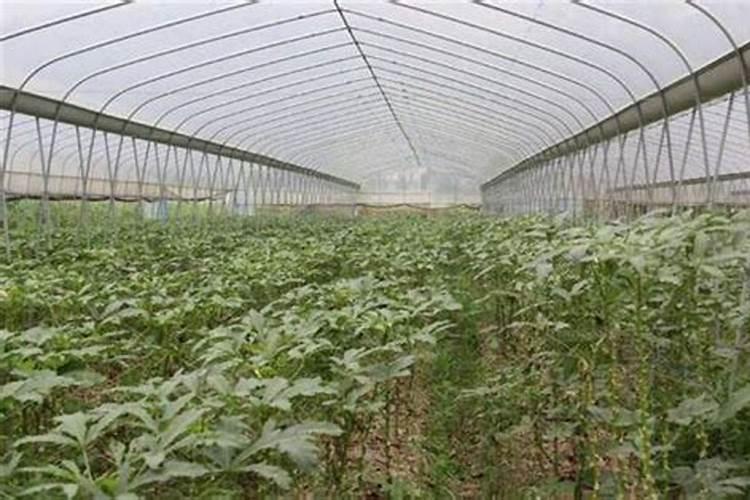 秋葵移栽后怎样管理秋葵如何移栽