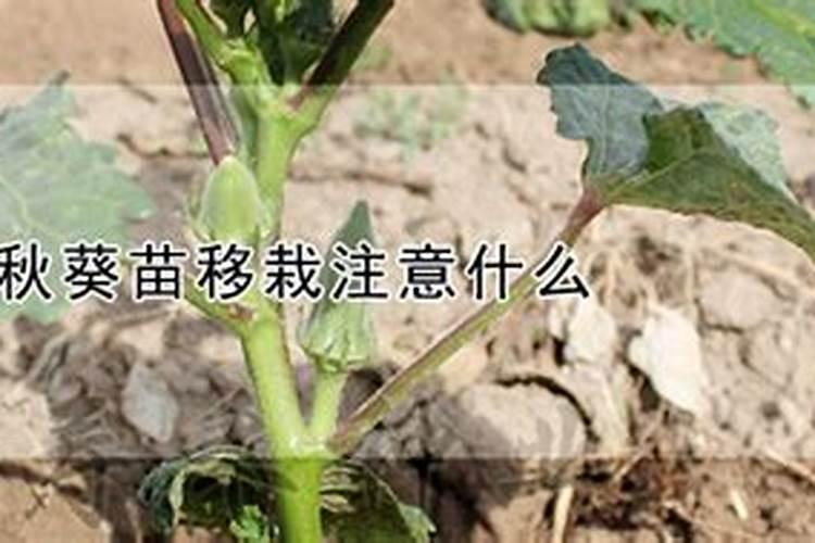 秋葵在什么时候施肥 秋葵移植后施什么肥好