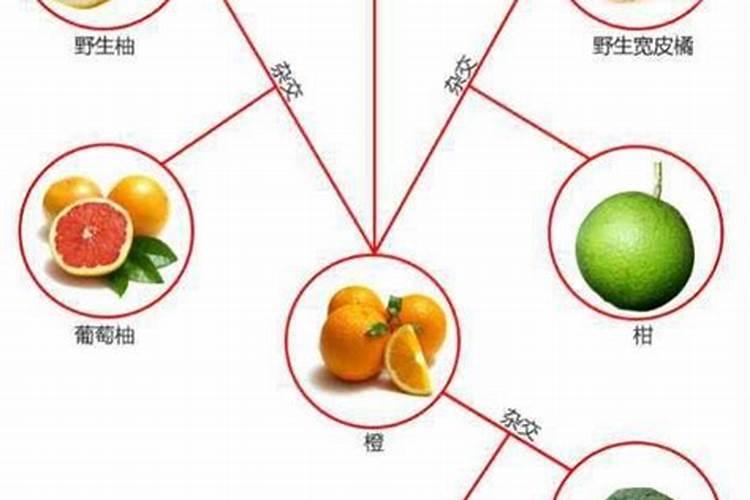 玉米后期追肥主要追什么肥