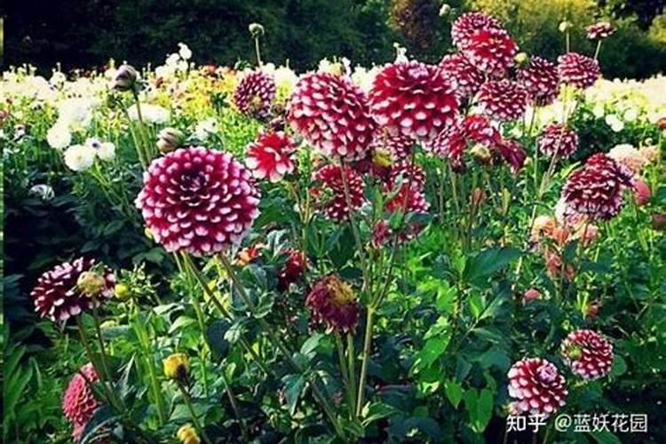 大丽花开花后怎么养 大丽花花期过后处理方法
