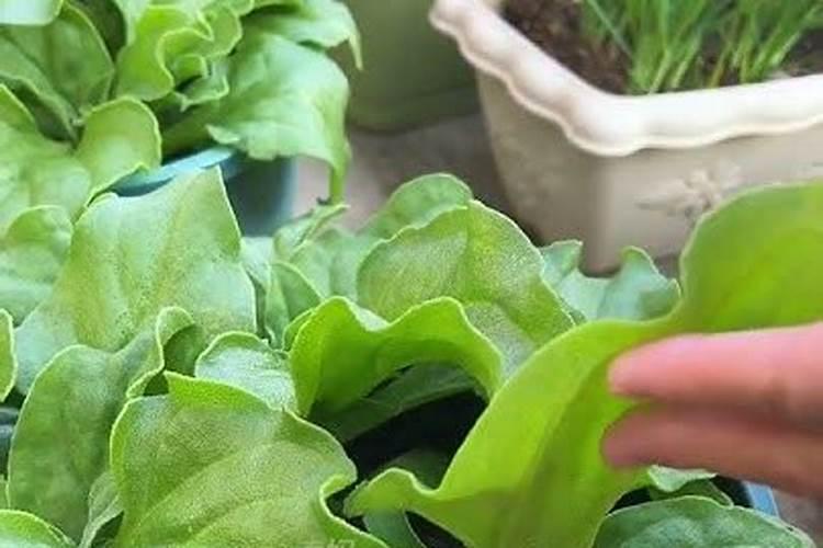 花菜苗叶子发黄是为什么