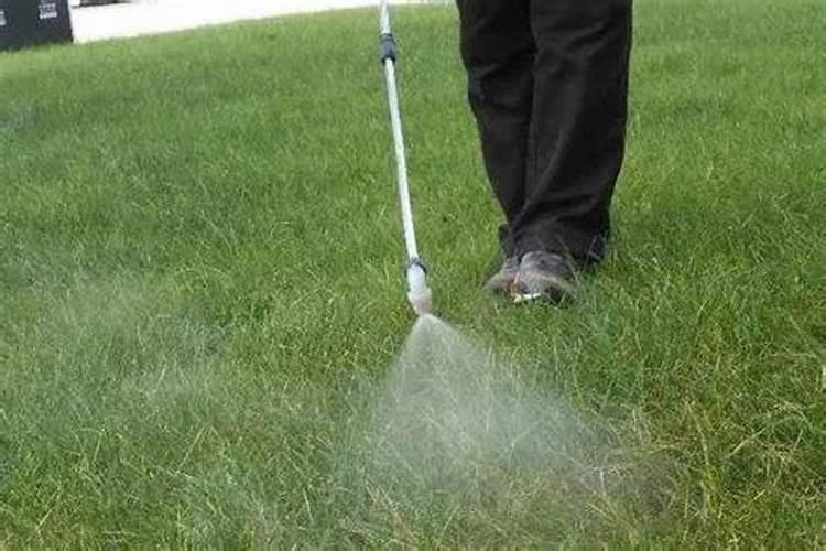 降温后这5种花醒了,记得“大水大肥”伺候