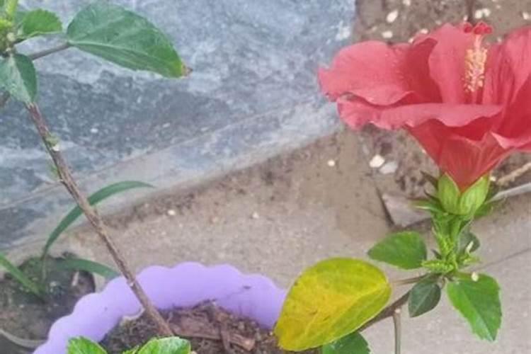 新买的栀子花黄叶,掉花苞应该怎么办呢？