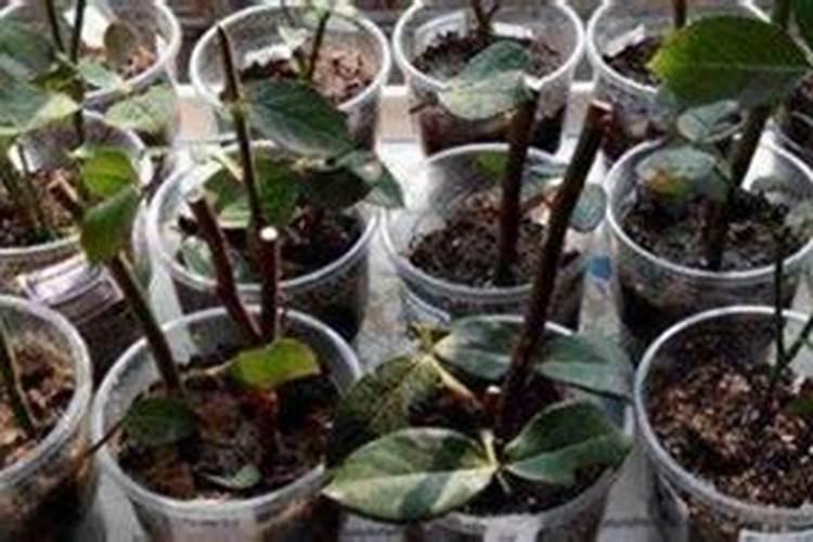 栀子花上什么肥料最好