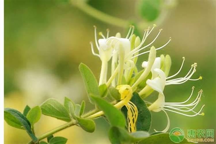 金银花施什么肥