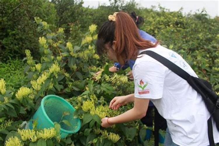 金银花施什么肥最好