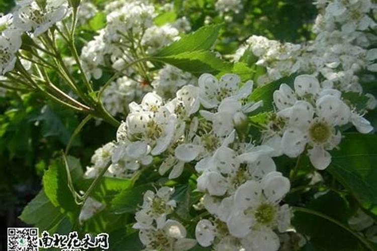 山楂树几月份开花结果