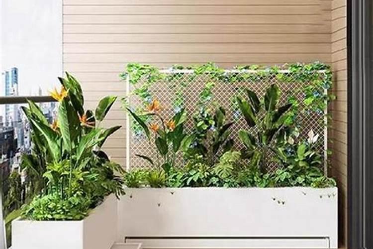 如何种植指天椒