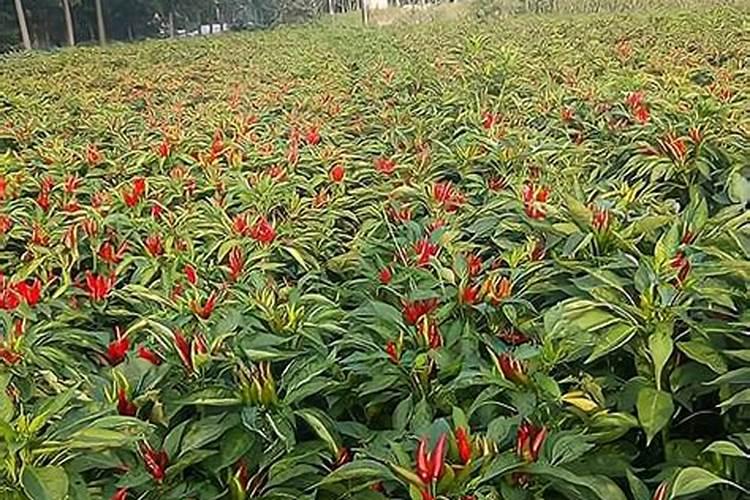 艳红冲天椒种植技术