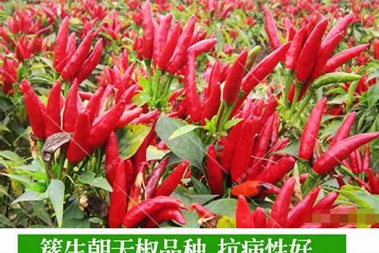 如何养殖辣椒