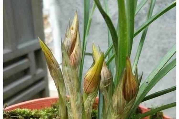 春兰花的养殖方法技巧