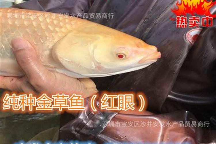 安它血浆蛋白鱼蛋白是进口的吗？