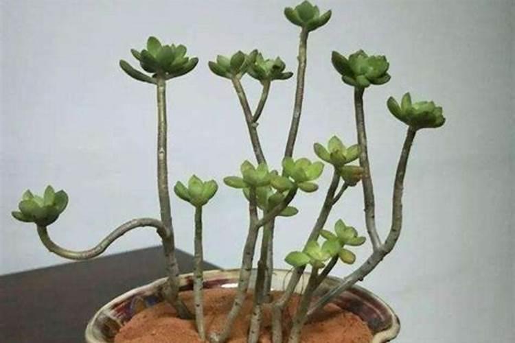 进入四月份以后,应该如何管理多肉植物呢？