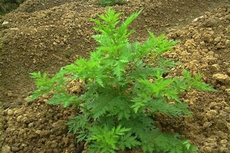 草木等烧后的 灰有什么用处？