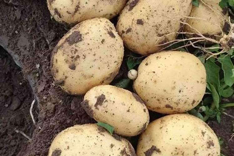 种土豆每亩用多少肥料最好