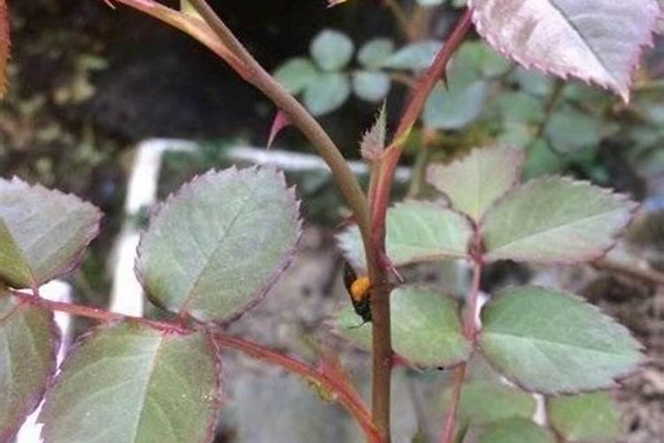 月季如何施肥 氮肥