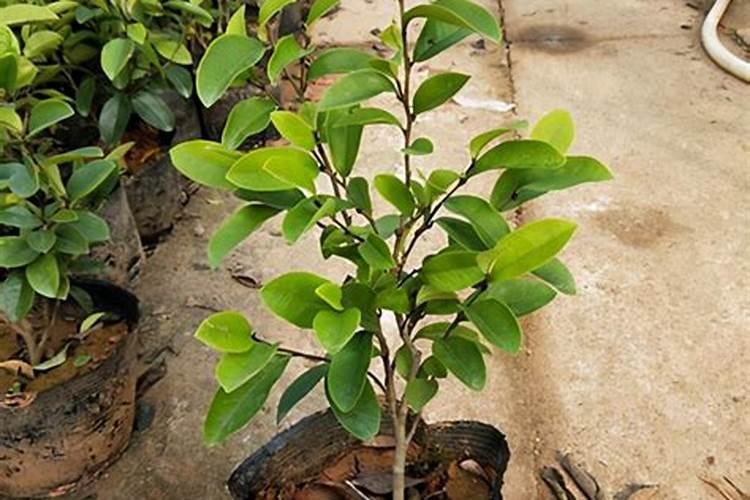 山东天达生物制药股份有限公司系列产品