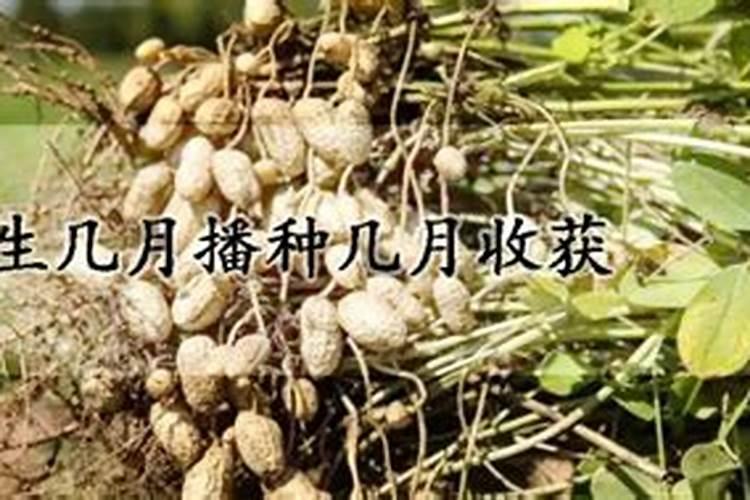 花生需要施什么肥结果多