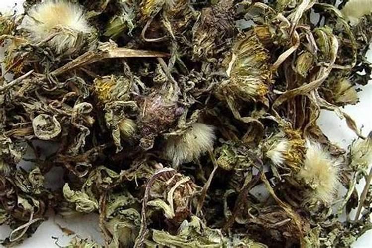 蒲公英的病害防治