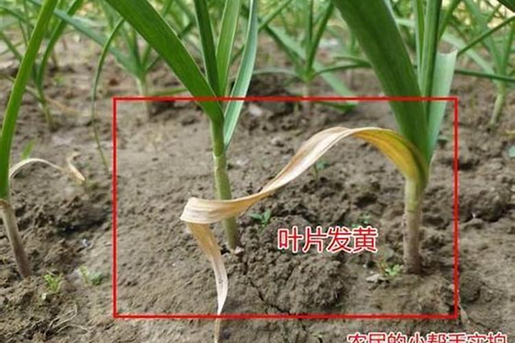求助,蒜苗底叶发黄叶尖黄干