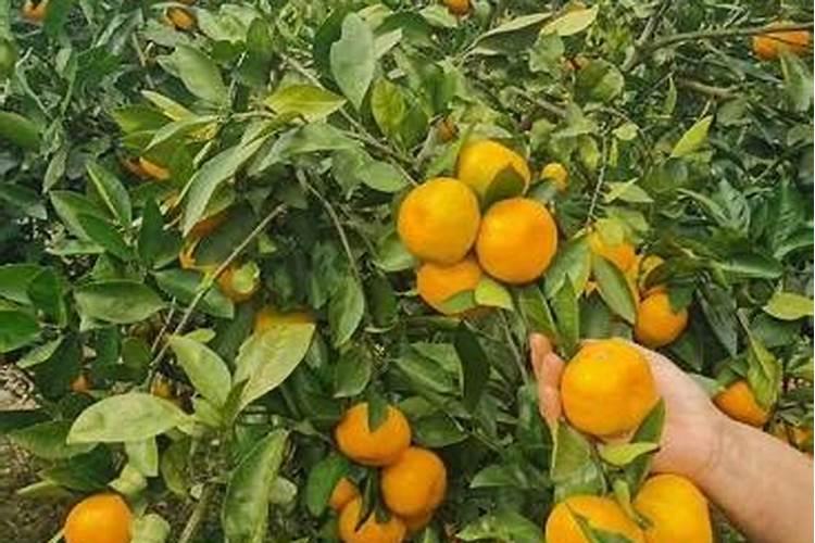 沃柑花期如何施肥保花保果？