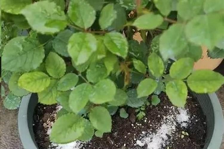 连续阴雨天月季怎么养？
